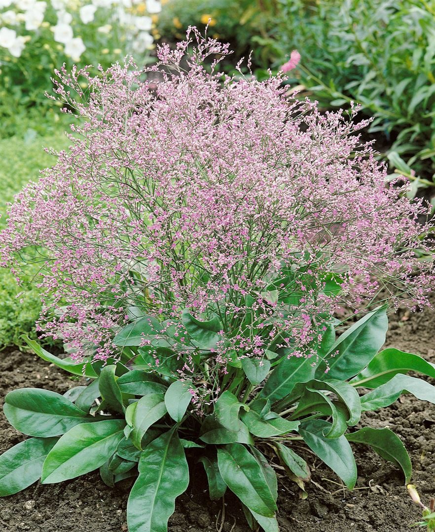 Pflanzen für Dich Staude Limonium latifolium, 1 St., Breitblättriges Strandflieder, Meerlavendel – Bild 5 von 5