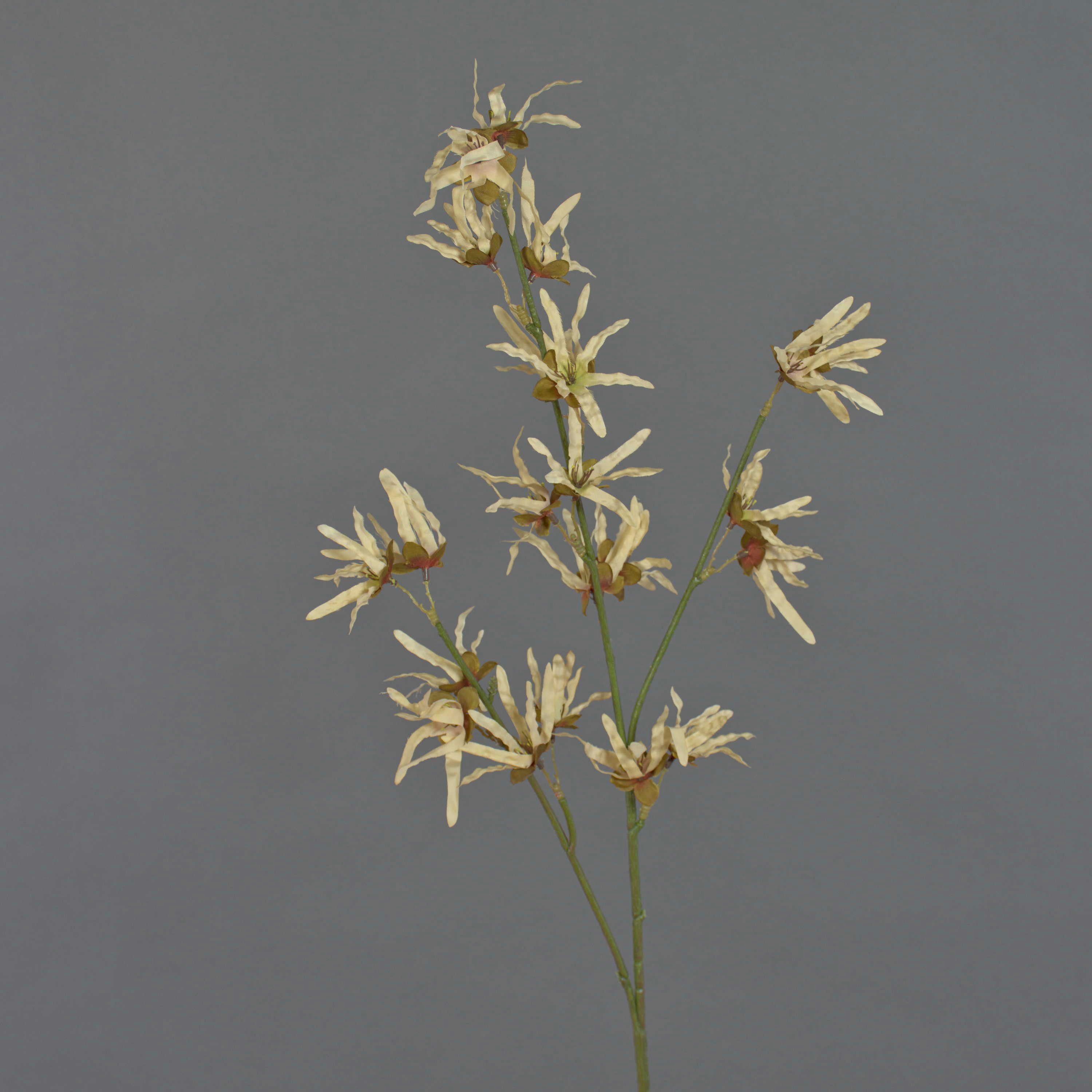 Kunstzweig Deko Zaubernuss Zweig ORAFA mit Blüten, beige, 80cm Zaubernuss, artplants, Höhe 80.0 cm