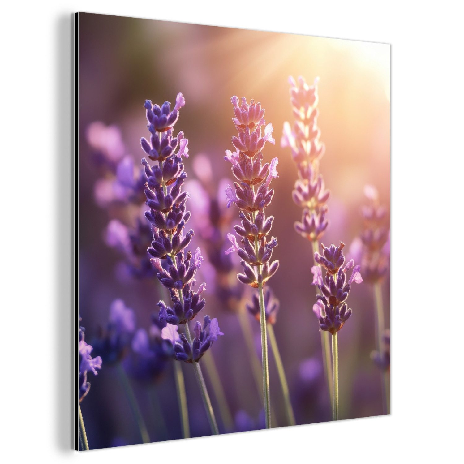 MuchoWow Metallbild Lavendelblüten - Lila - günstig online kaufen