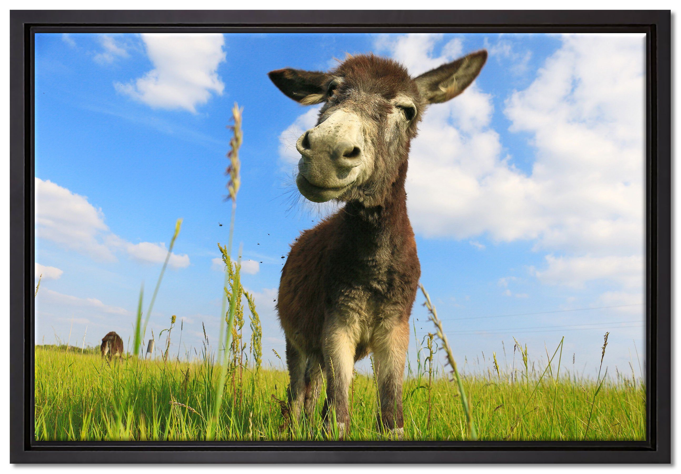 Pixxprint Leinwandbild Esel in einem Feld, Wanddekoration (1 St), Leinwandbild fertig bespannt, in einem Schattenfugen-Bilderrahmen gefasst, inkl. Zackenaufhänger