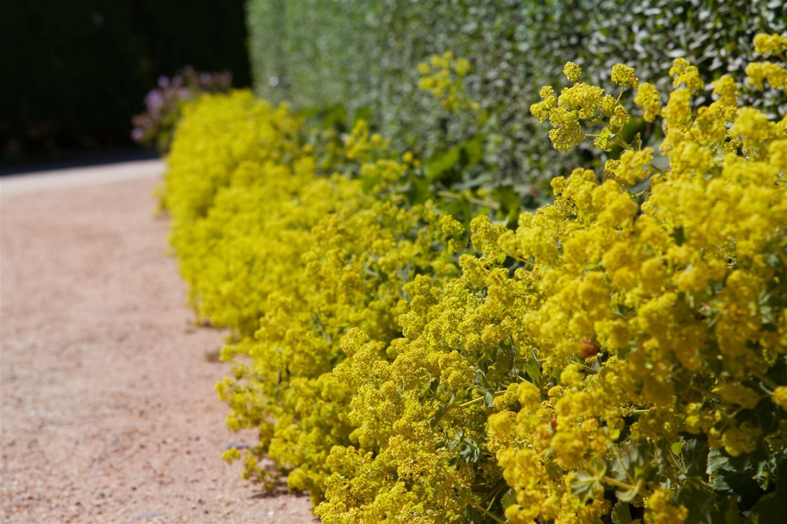 Pflanzen für Dich Staude Alchemilla xanth., 1 St., Gewöhnlicher Frauenmantel, Frauenmantel