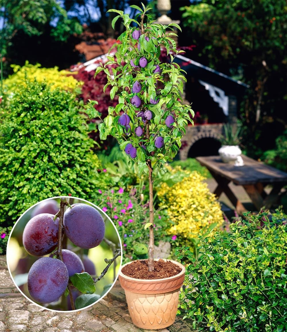 BALDUR Garten Obstpflanze Säulen-Pflaume 'Black Amber', 1 St., Selbstbefruchtend, winterhart, mehrjährig, pflegeleicht