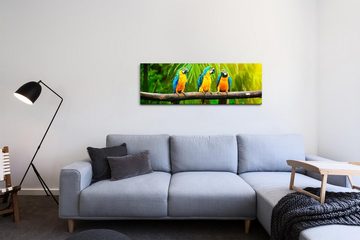 möbel-direkt.de Leinwandbild Bilder XXL Drei bunte Papageien Wandbild auf Leinwand