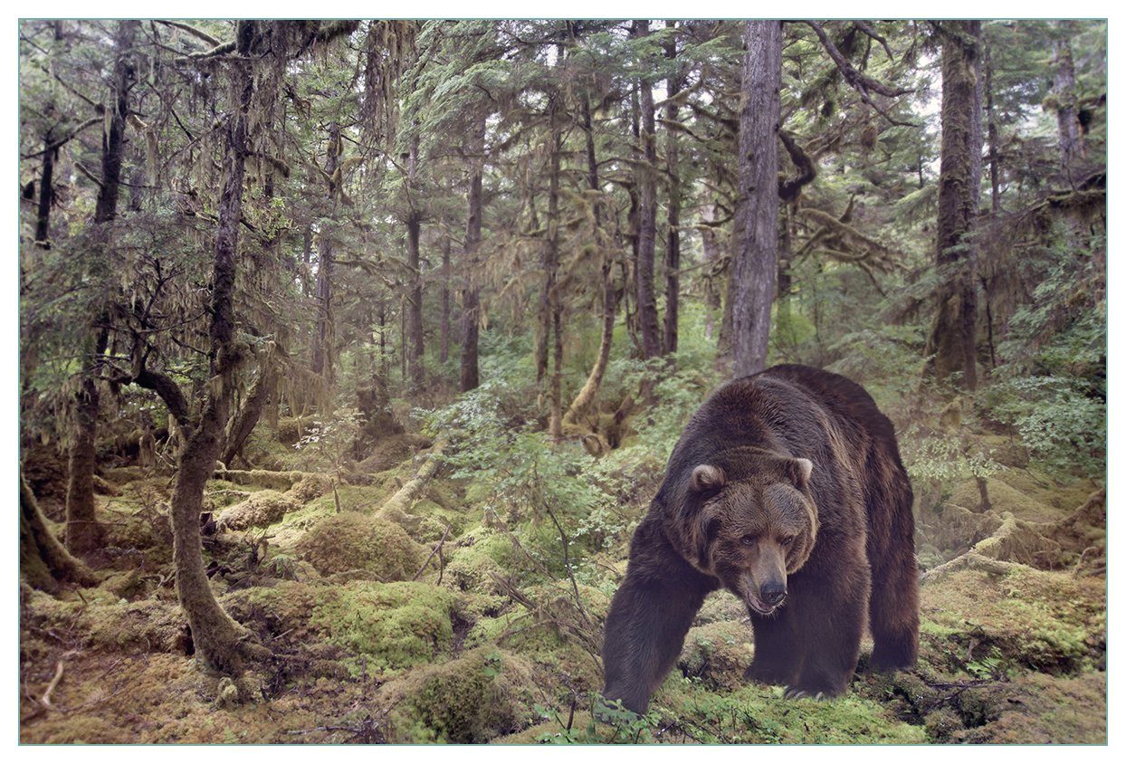 Wallario Küchenrückwand Gefährlicher Grizzlybär im Wald, (1-tlg)