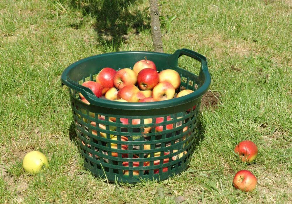 Floraworld Obstpflücker Floraworld Gartenkorb 22 l