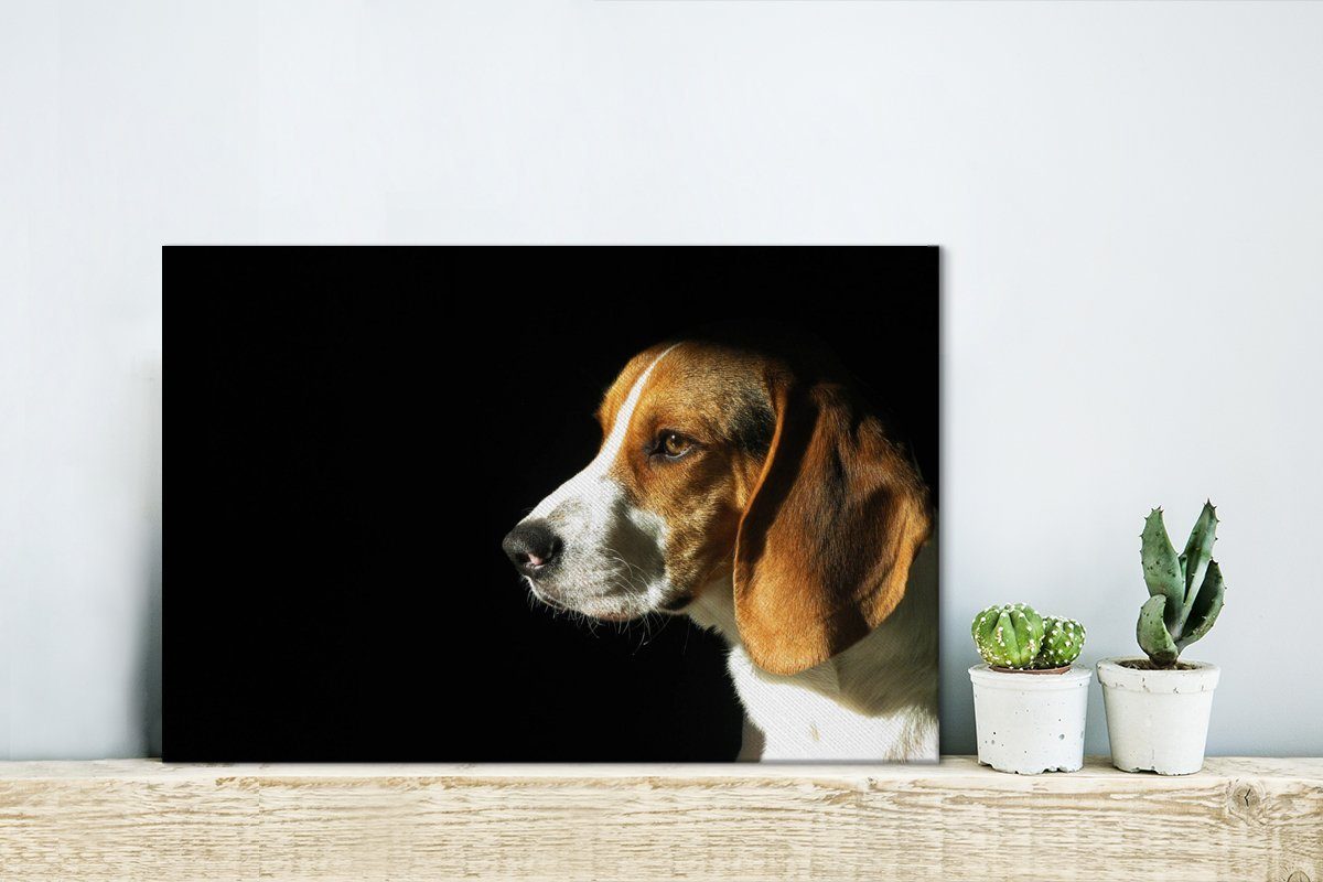 OneMillionCanvasses® Leinwandbild Wandbild cm Aufhängefertig, Wanddeko, 30x20 die Beagle Sonne, genießt St), Leinwandbilder, Ein (1