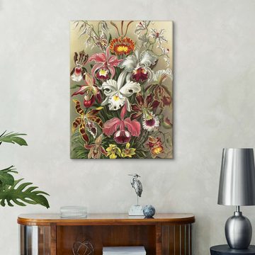 Posterlounge Leinwandbild Ernst Haeckel, Orchideen, Orchidae (Kunstformen der Natur, 1899), Wohnzimmer Vintage Malerei