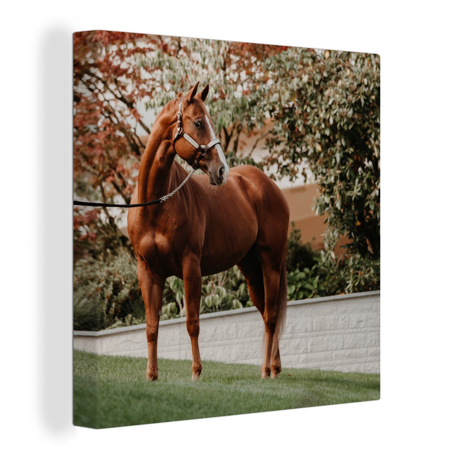 OneMillionCanvasses® Leinwandbild Pferd - Baum - Halfter, (1 St), Leinwand Bilder für Wohnzimmer Schlafzimmer