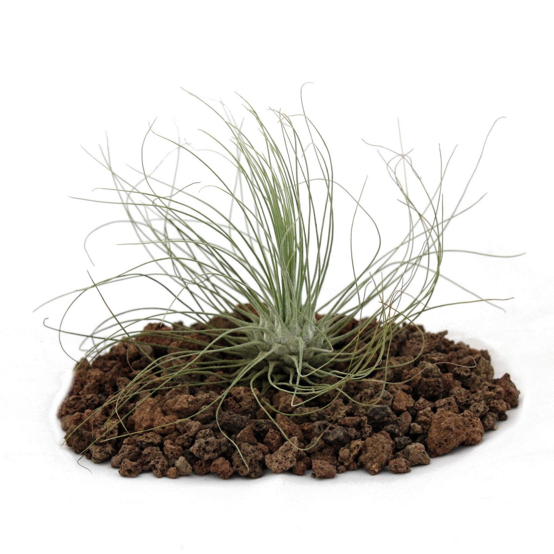 Exotenherz Zimmerpflanze Tillandsia argentea - lose Pflanze
