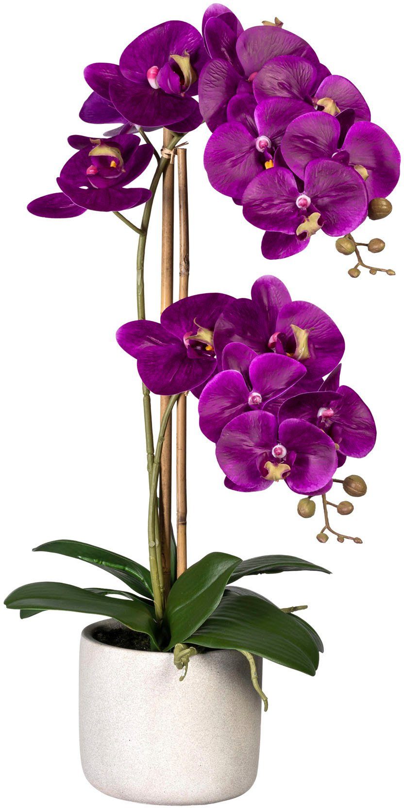 [Hohe Qualität, niedriger Preis] Kunstorchidee Phalaenopsis Orchidee Phalaenopsis, Creativ cm, Zementtopf Höhe 60 im green, lila