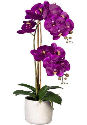Creativ green Kunstorchidee »Phalaenopsis« Orchidee ...