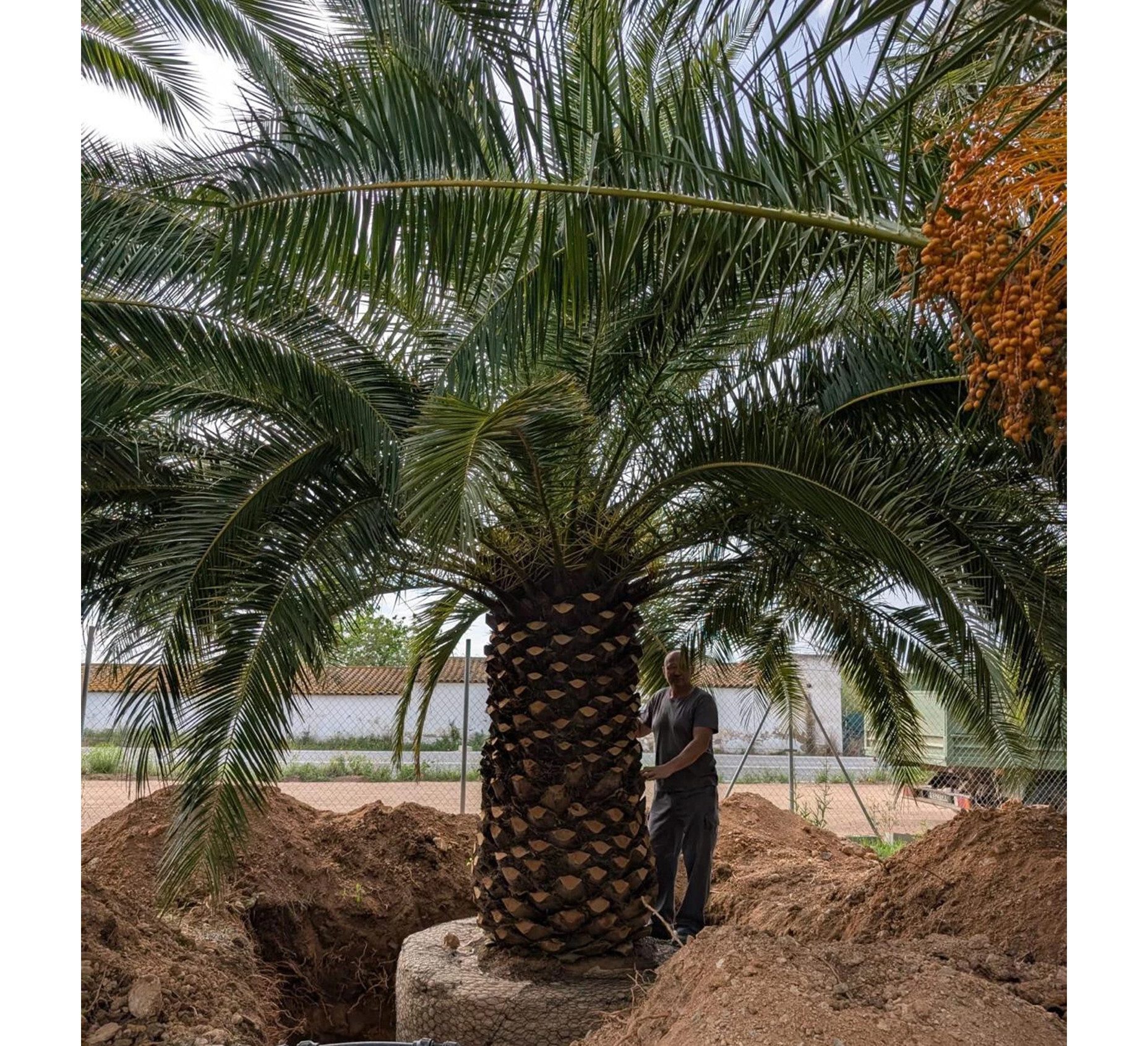 Palms-Store Baum Palme Phoenix Canariensis Höhe 8 Meter, Majestätischer Wuchs: Erreicht Höhen von bis zu 15 m