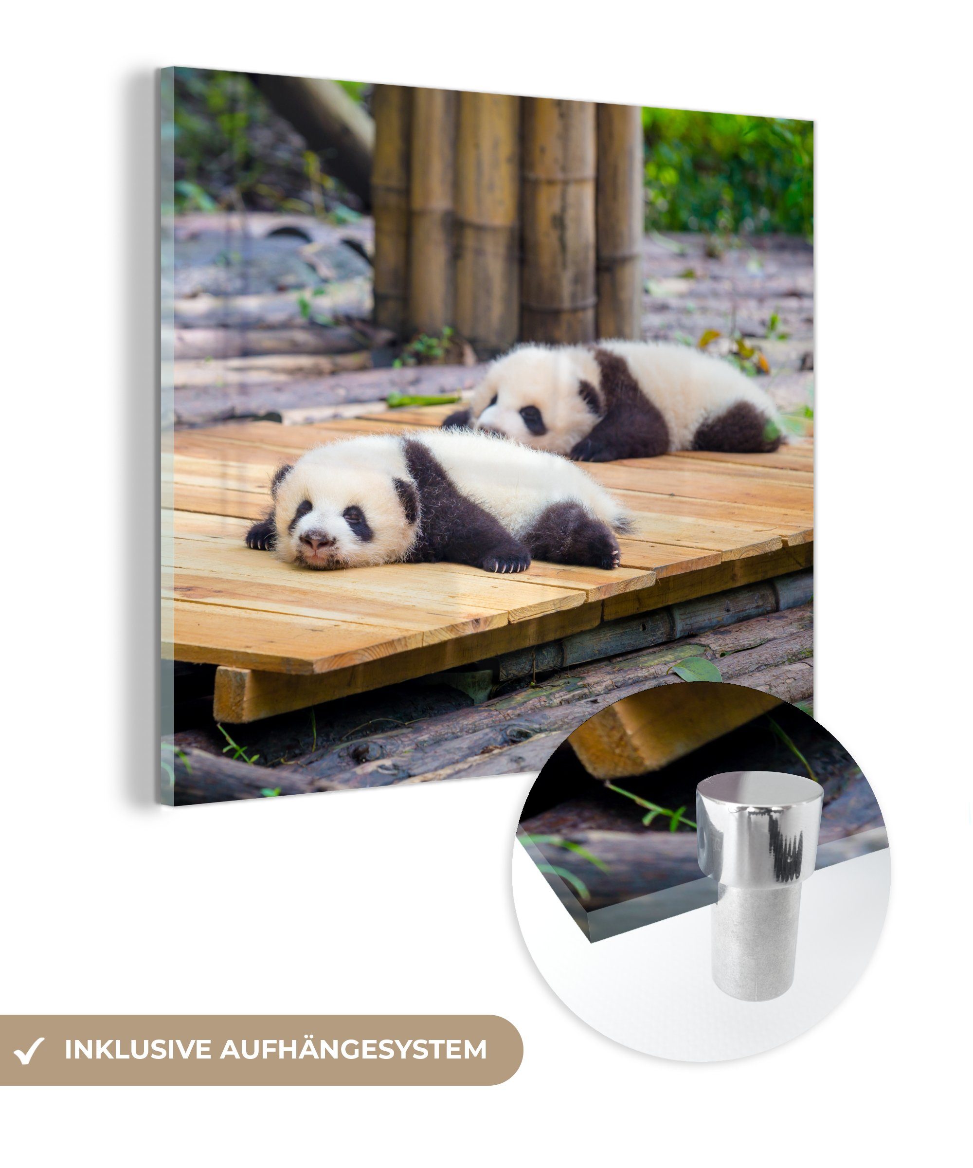 MuchoWow Acrylglasbild Pandas - Boden - Holz, (1 St), Glasbilder - Bilder auf Glas Wandbild - Foto auf Glas - Wanddekoration