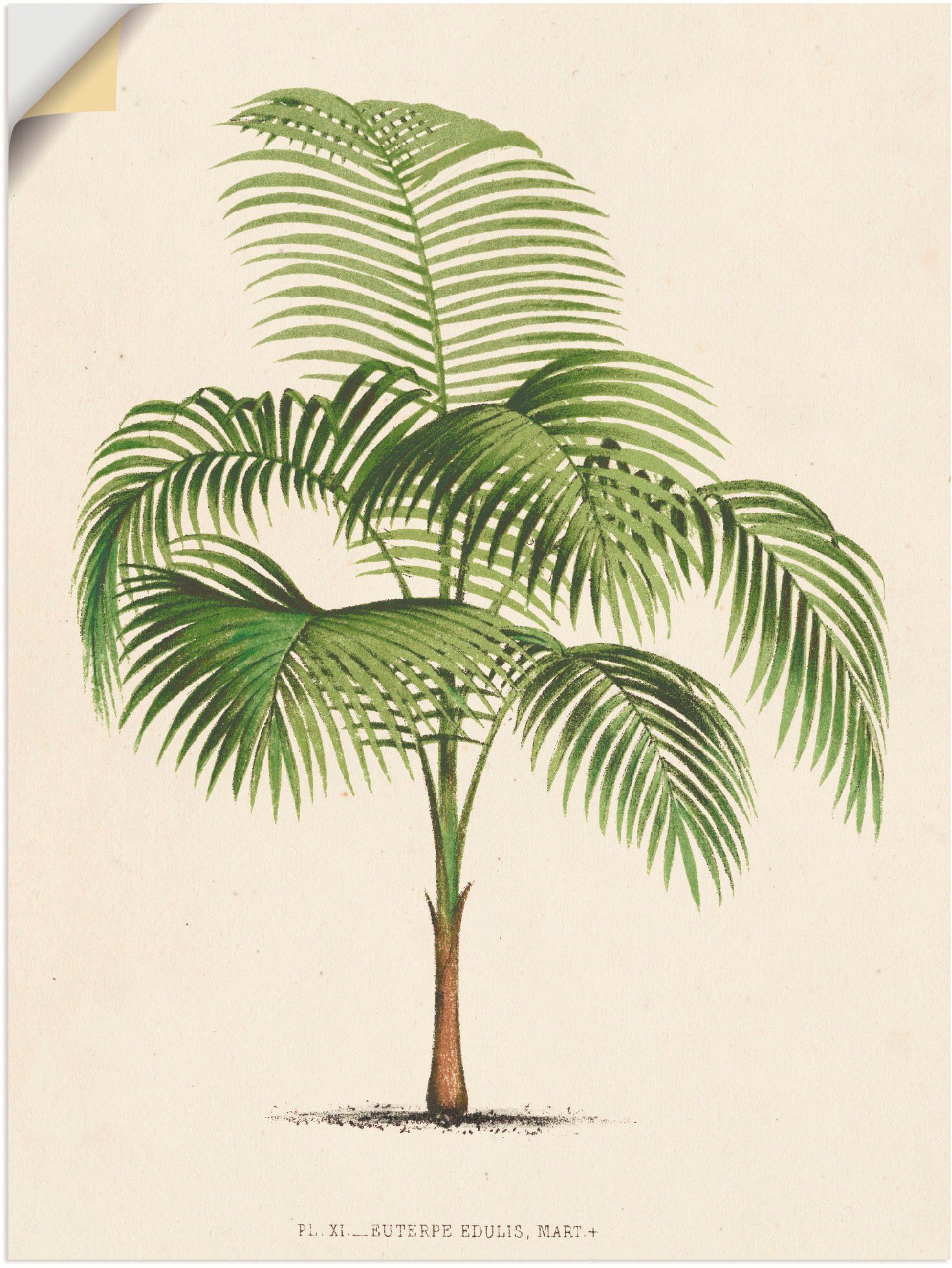 oder Poster Wandbild (1 St), Größen Palme in Alubild, I, Wandaufkleber Pflanzen als Artland Leinwandbild, versch.