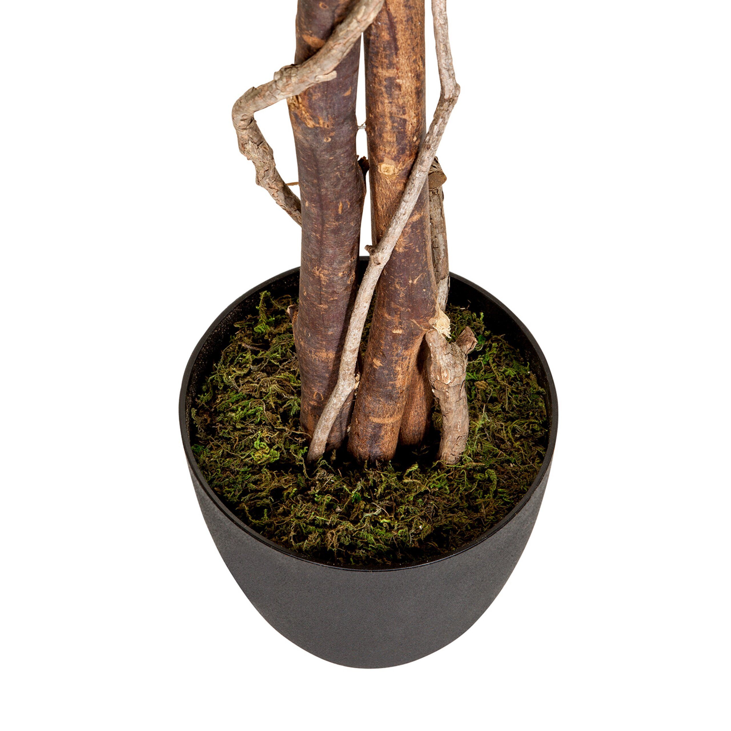 Kunstpflanze FICUS Künstliche Pflanze Höhe 165.0 cm Birke Birke, hjh OFFICE, Höhe 165.0 cm, Künstliche Pflanze Benjamini im Kunststofftopf Kunstbaum Echtholzstamm