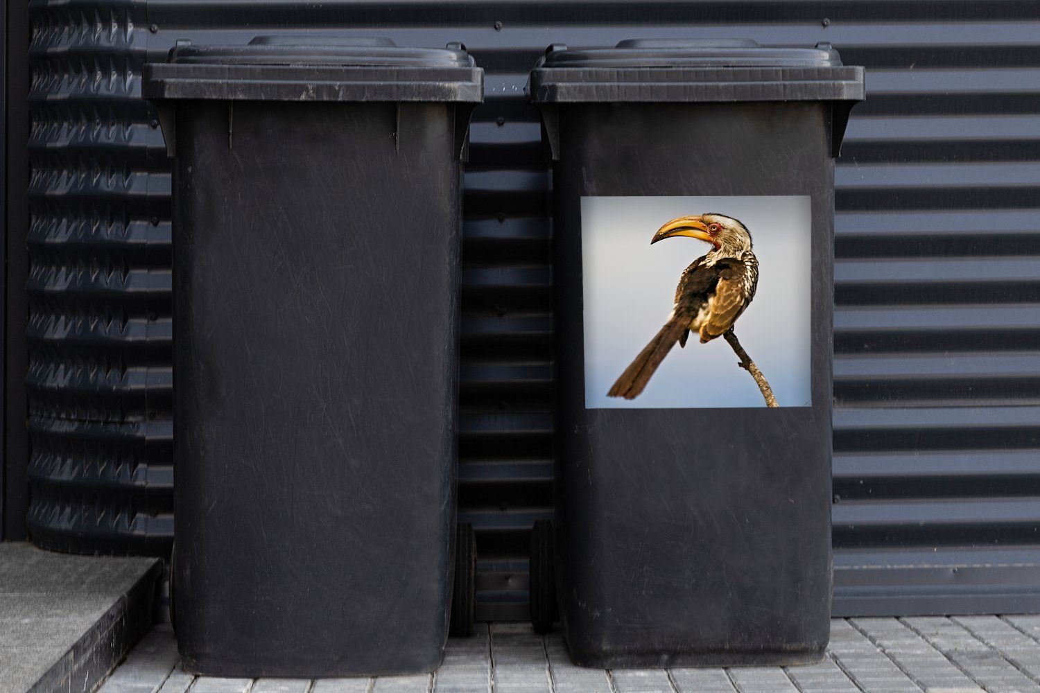 MuchoWow Wandsticker Beeindruckendes Porträt eines Abfalbehälter schönen Mülleimer-aufkleber, (1 Südlichen Mülltonne, Container, Sticker, St)