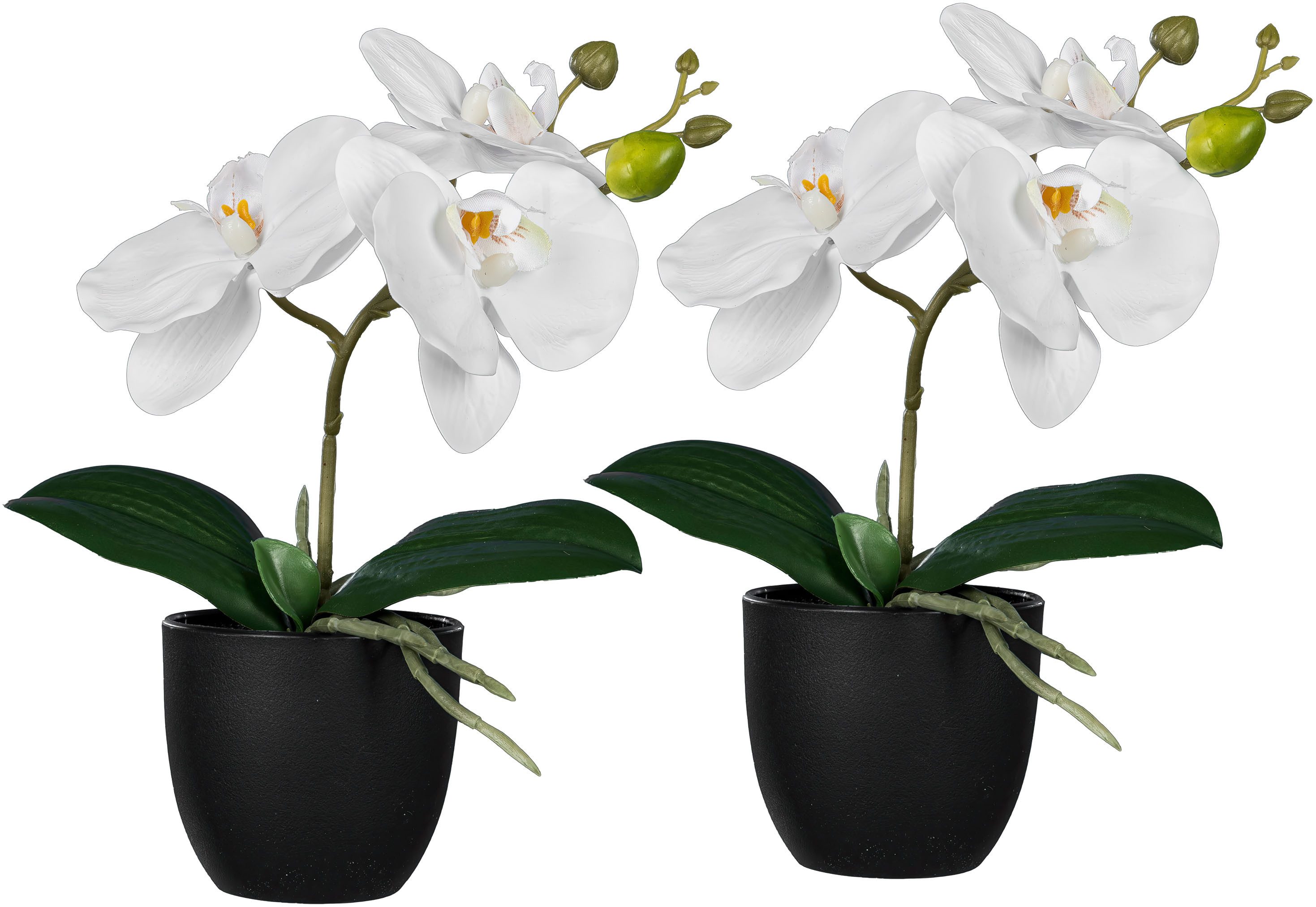 Kunstorchidee Orchidee Phalaenopsis, Creativ green, Höhe günstig online kaufen