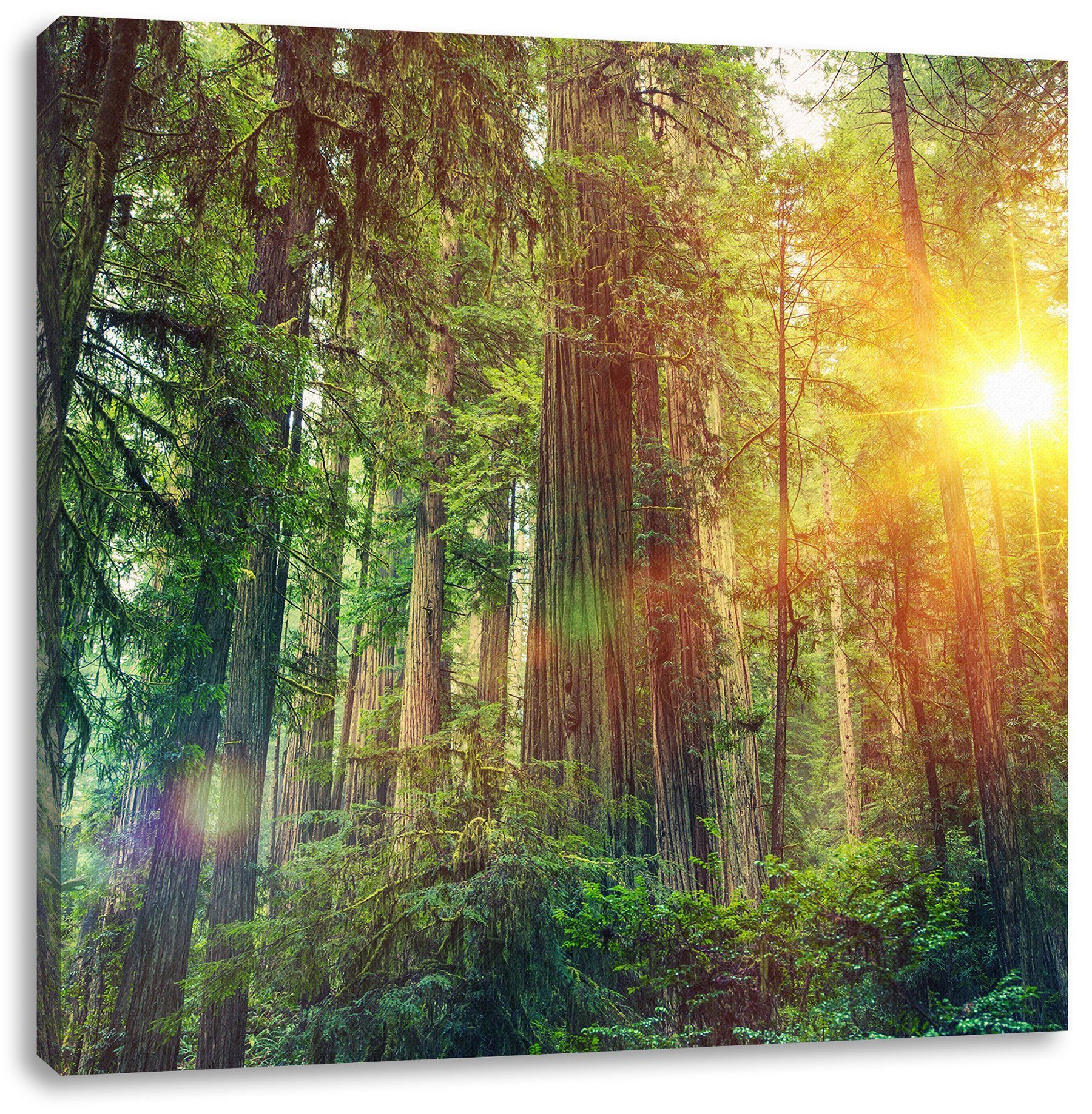 Pixxprint Leinwandbild Wald bei Sonnenlicht, Wald bei Sonnenlicht (1 St), Leinwandbild fertig bespannt, inkl. Zackenaufhänger