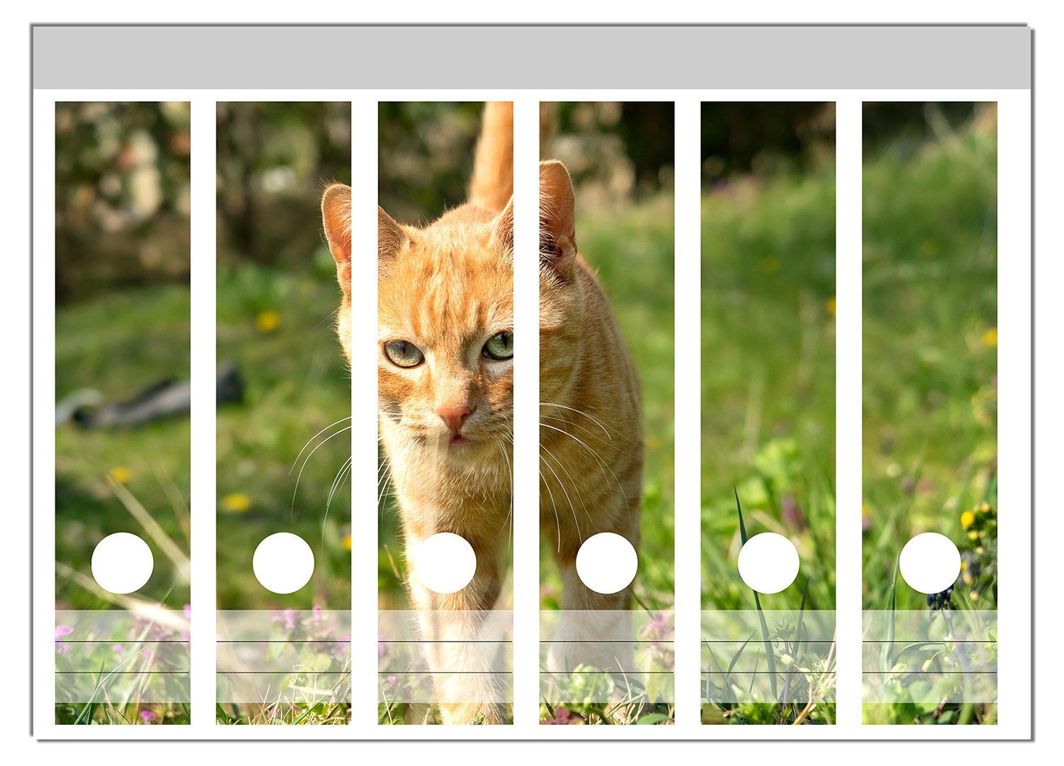 Wallario Neugierige Katze im Gras, Ordnerrücken-Sticker in verschiedenen Ausführungen