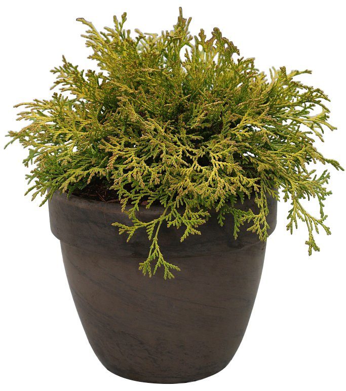 BCM Hecken »Scheinzypresse 'Kamarachiba'«, Höhe: 20 cm, 1 ...