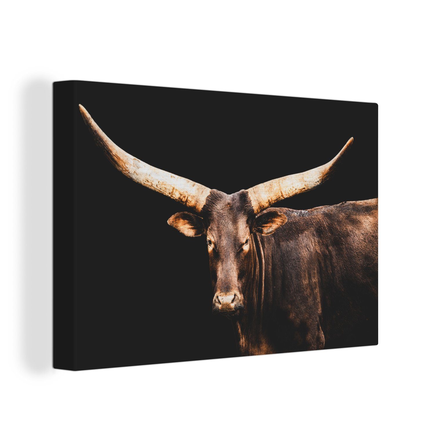 Schwarz, St), - (1 Leinwandbild Wandbild Wanddeko, Kuh OneMillionCanvasses® Leinwandbilder, 30x20 cm Watussi - Aufhängefertig,