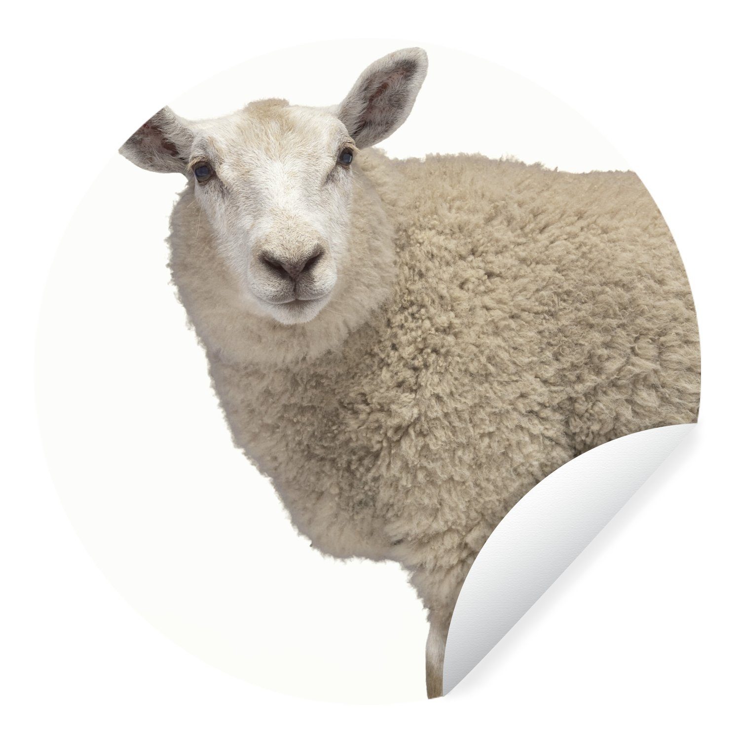 MuchoWow Wandsticker Schaf - Fell - Tier (1 St), Tapetenkreis für Kinderzimmer, Tapetenaufkleber, Rund, Wohnzimmer