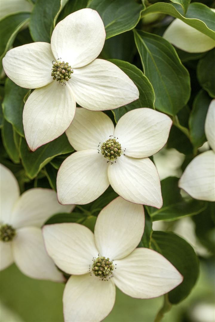 Pflanzen für Dich Gehölze Cornus kousa Wieting's Select, 1 St., Chinesischer Blumen-Hartriegel, Japanischer Blumen-Hartriegel