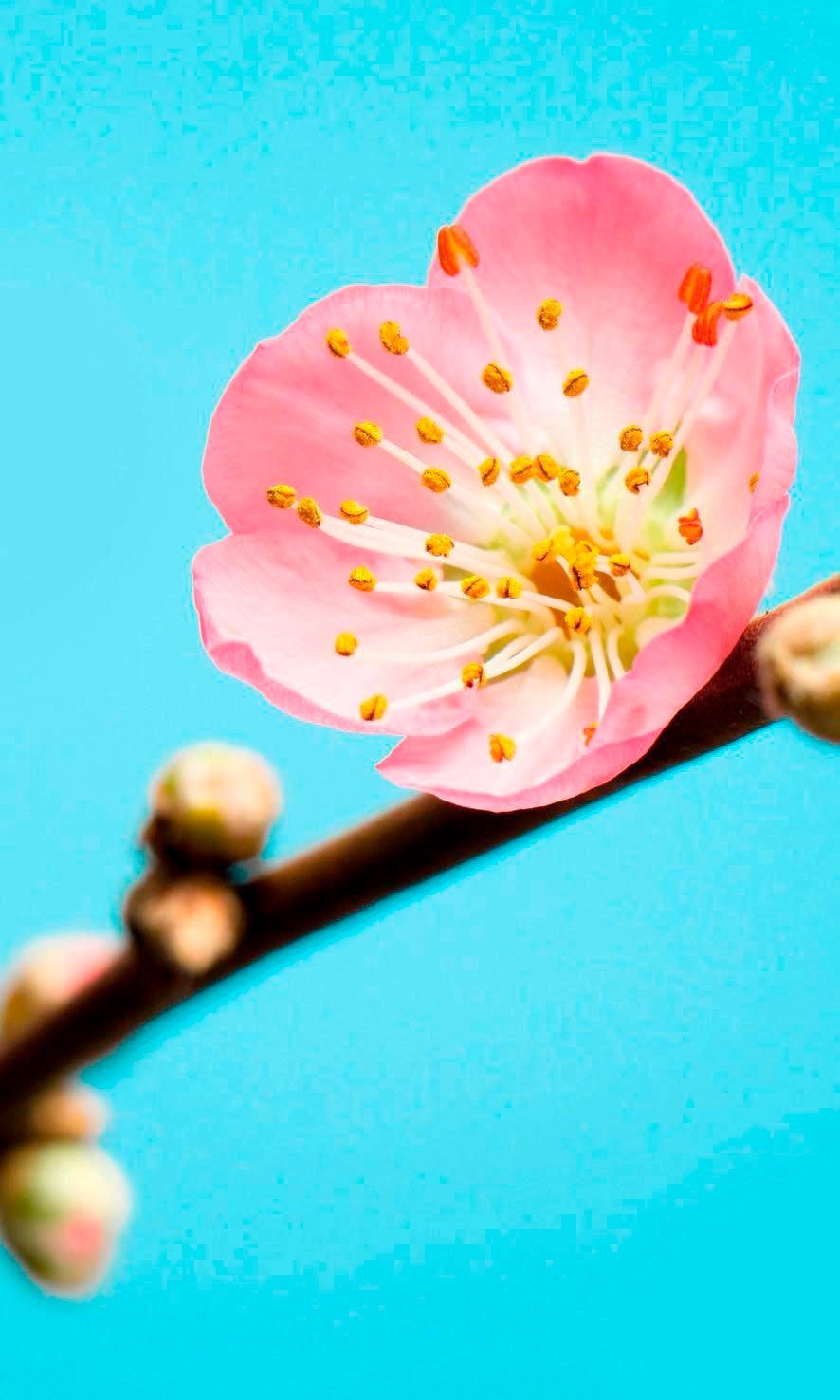 Komar Vliestapete Peach Blossom, (Breite x Höhe) blau/rosa/gelb
