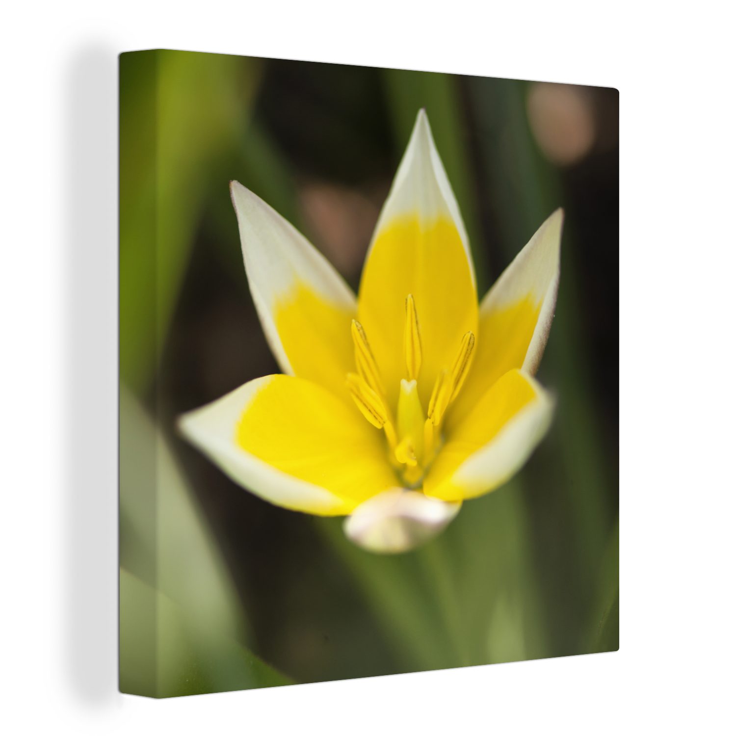 OneMillionCanvasses® Leinwandbild - Garten St), (1 - Bilder bunt Leinwand Wohnzimmer für Blume Gelb, Schlafzimmer