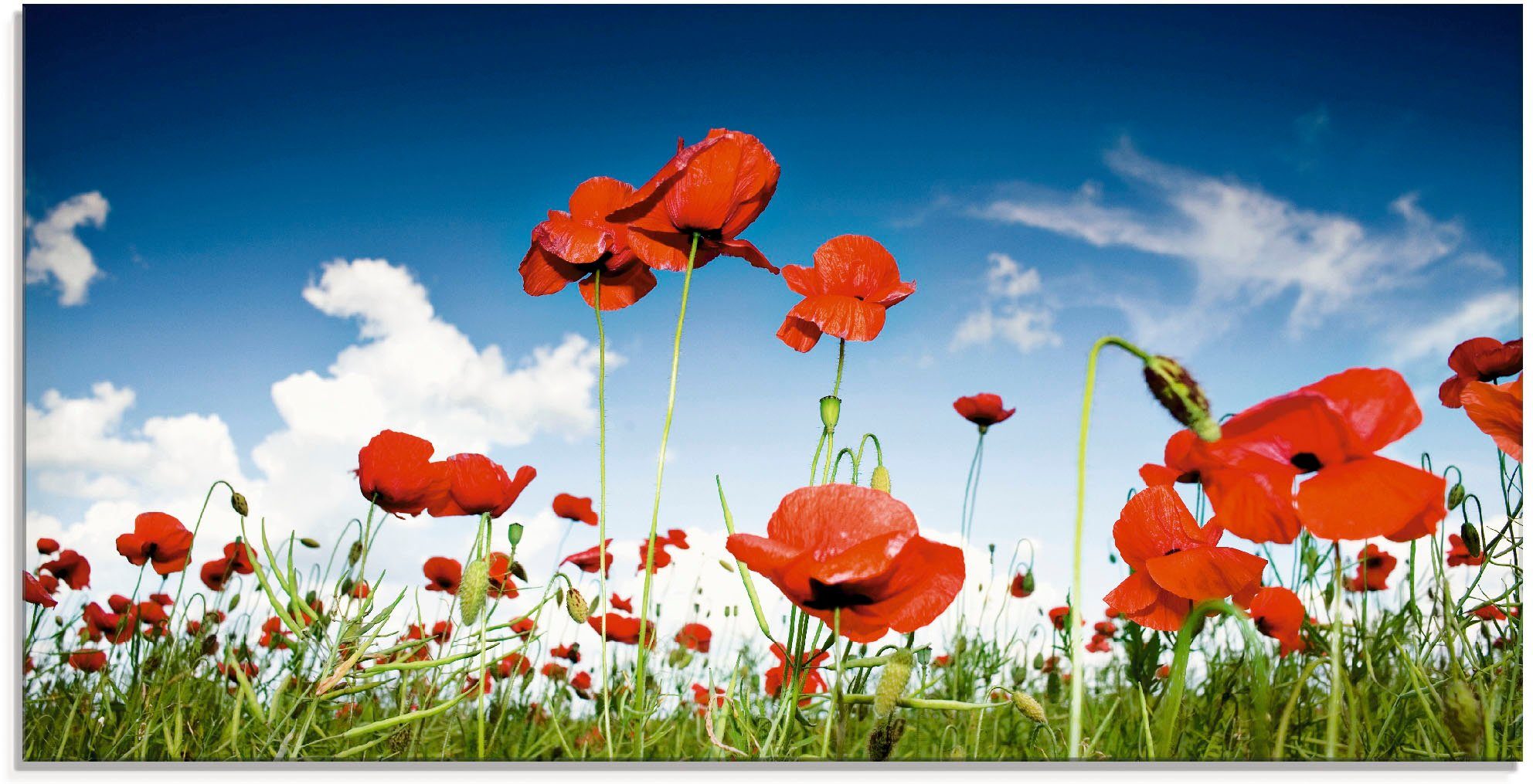Artland Glasbild Feld mit Mohnblumen unter Himmel, Blumenwiese (1 St), in verschiedenen Größen