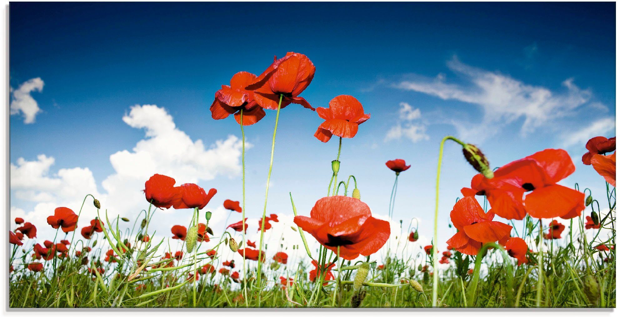 unter Glasbild Artland verschiedenen in St), mit Mohnblumen (1 Himmel, Feld Größen Blumenwiese