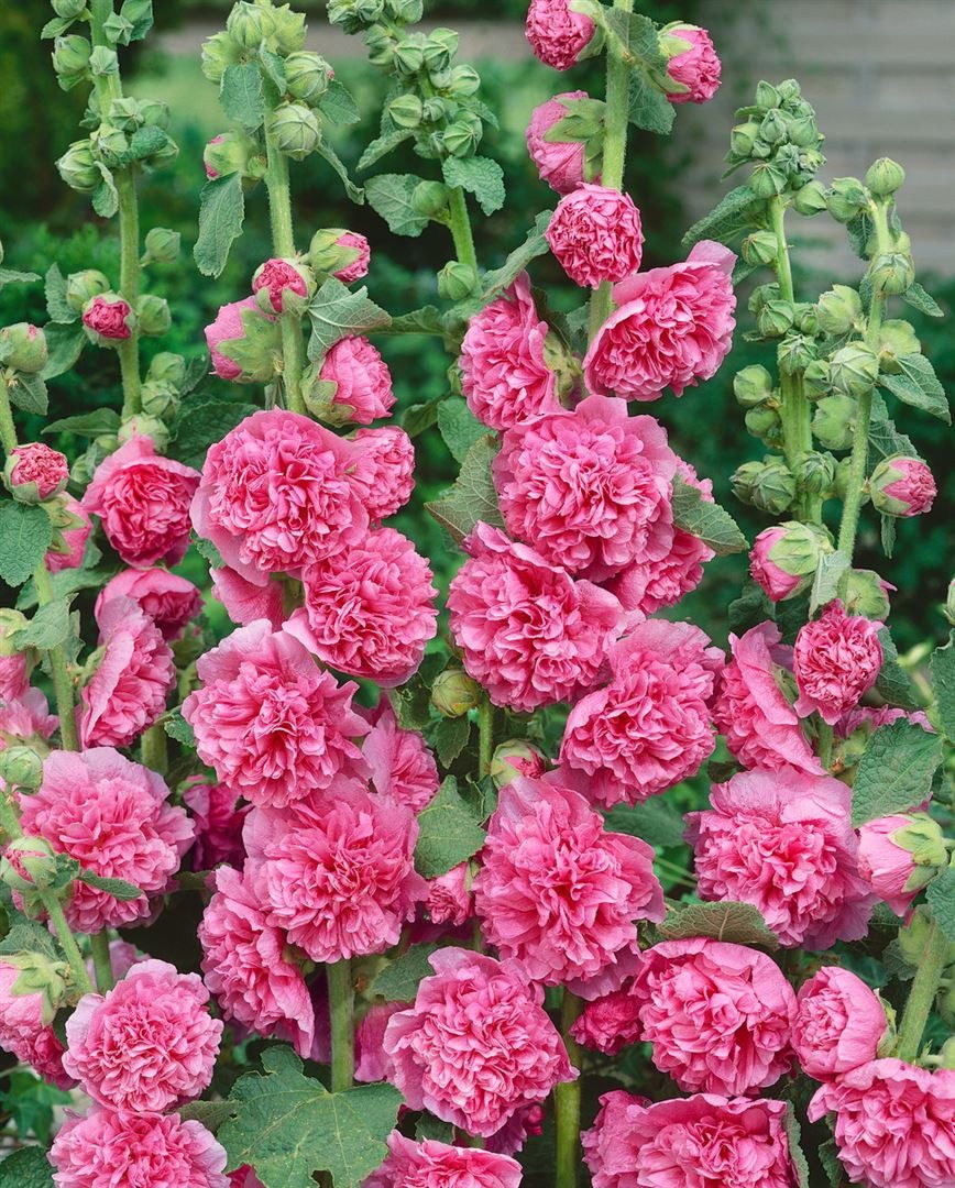 Pflanzen für Dich Staude Alcea rosea Pleniflora Chaters, 1 St., Stockrose, Stockmalve
