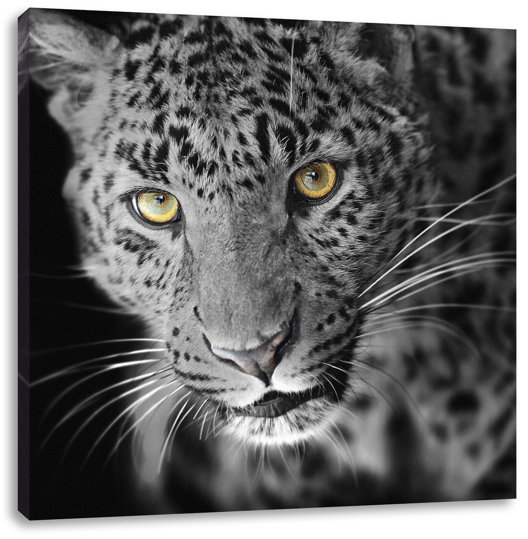 Pixxprint Leinwandbild prächtig anmutiger Leopard, prächtig anmutiger Leopard (1 St), Leinwandbild fertig bespannt, inkl. Zackenaufhänger