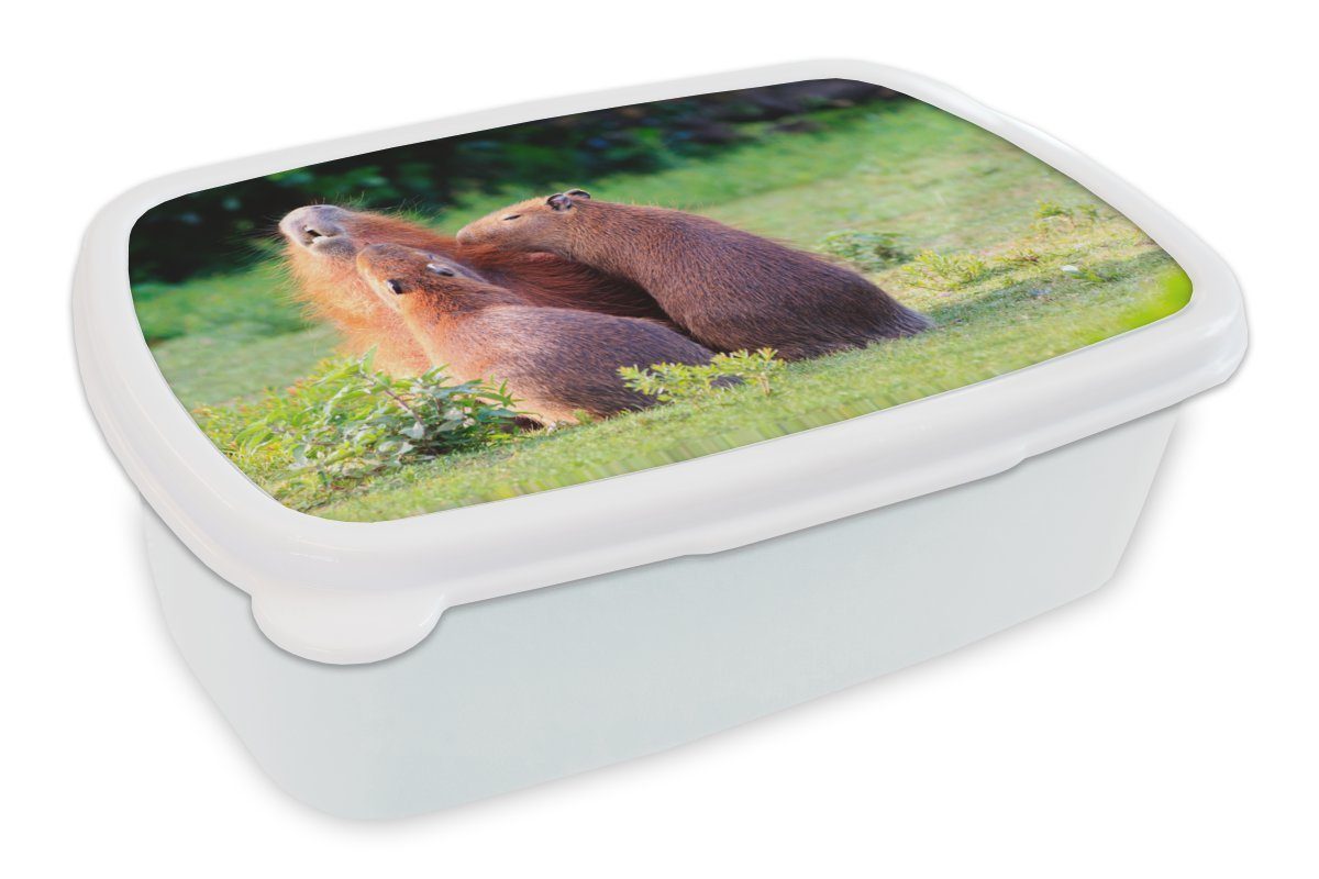 MuchoWow Lunchbox Eine Familie von Wasserschweinen in einer Grünanlage, Kunststoff, (2-tlg), Brotbox für Kinder und Erwachsene, Brotdose, für Jungs und Mädchen weiß | Lunchboxen
