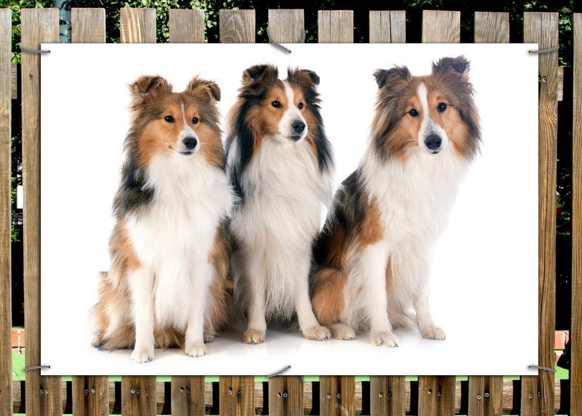 Thumbnail - Wallario Sichtschutzzaunmatten Süße Shetland Hunde vor weißem Hintergrund