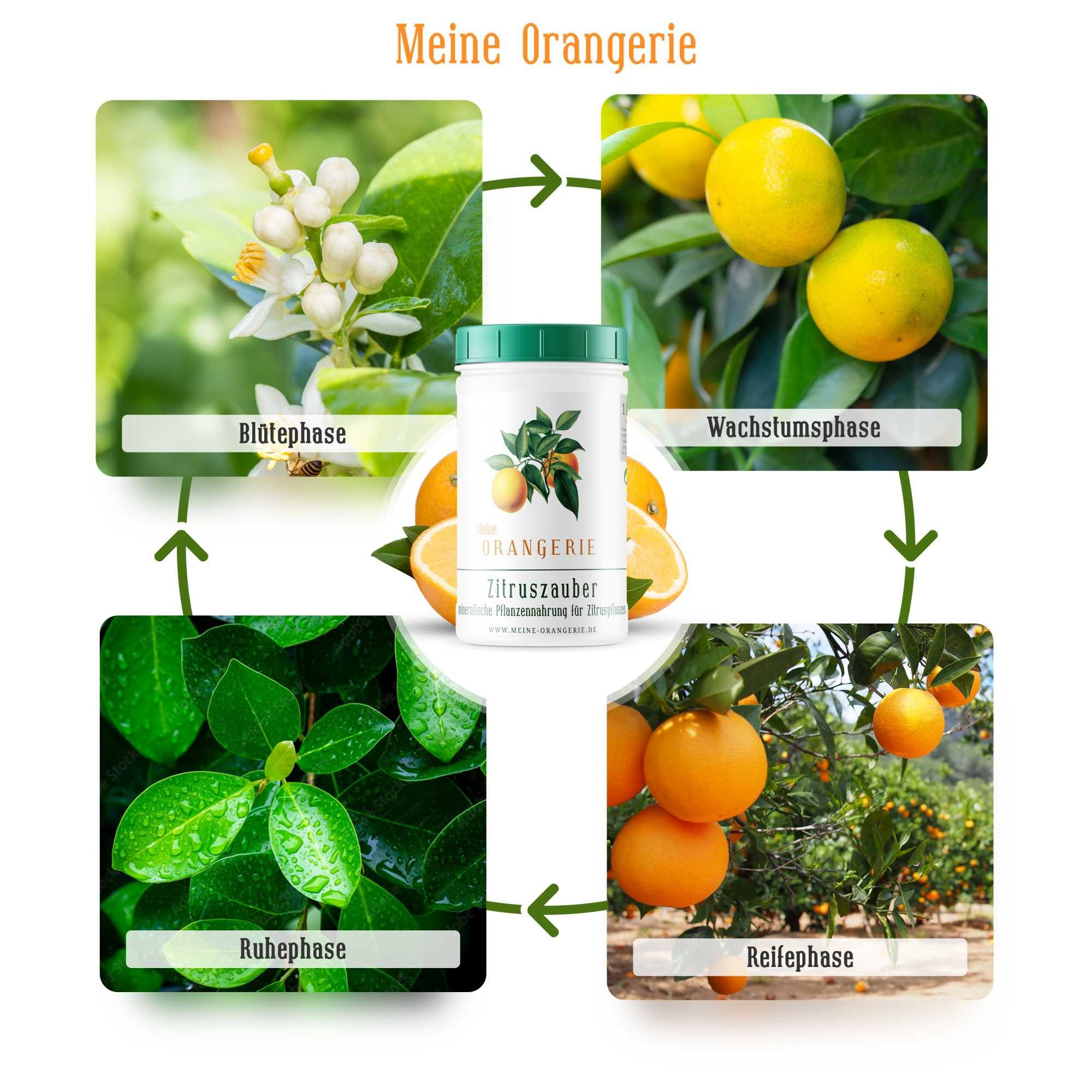 Meine Orangerie Spezialdünger Premium Pflanzendünger für alle Zitruspflanzen, Dose, 1-St., hochwirksamer Zitrusdünger mit Chelat-Eisen, fördert intensives Blattgrün & aromatische Früchte