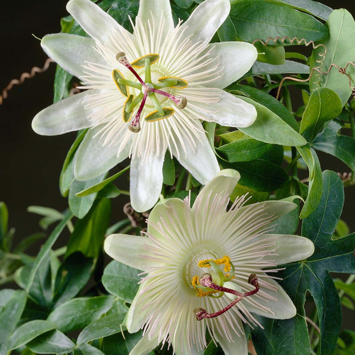 Bloomique Kletterpflanze Passiflora Constance Elliot, Passionsblume, Weiß, 50-70 cm, Topf 15 cm, 1 St.