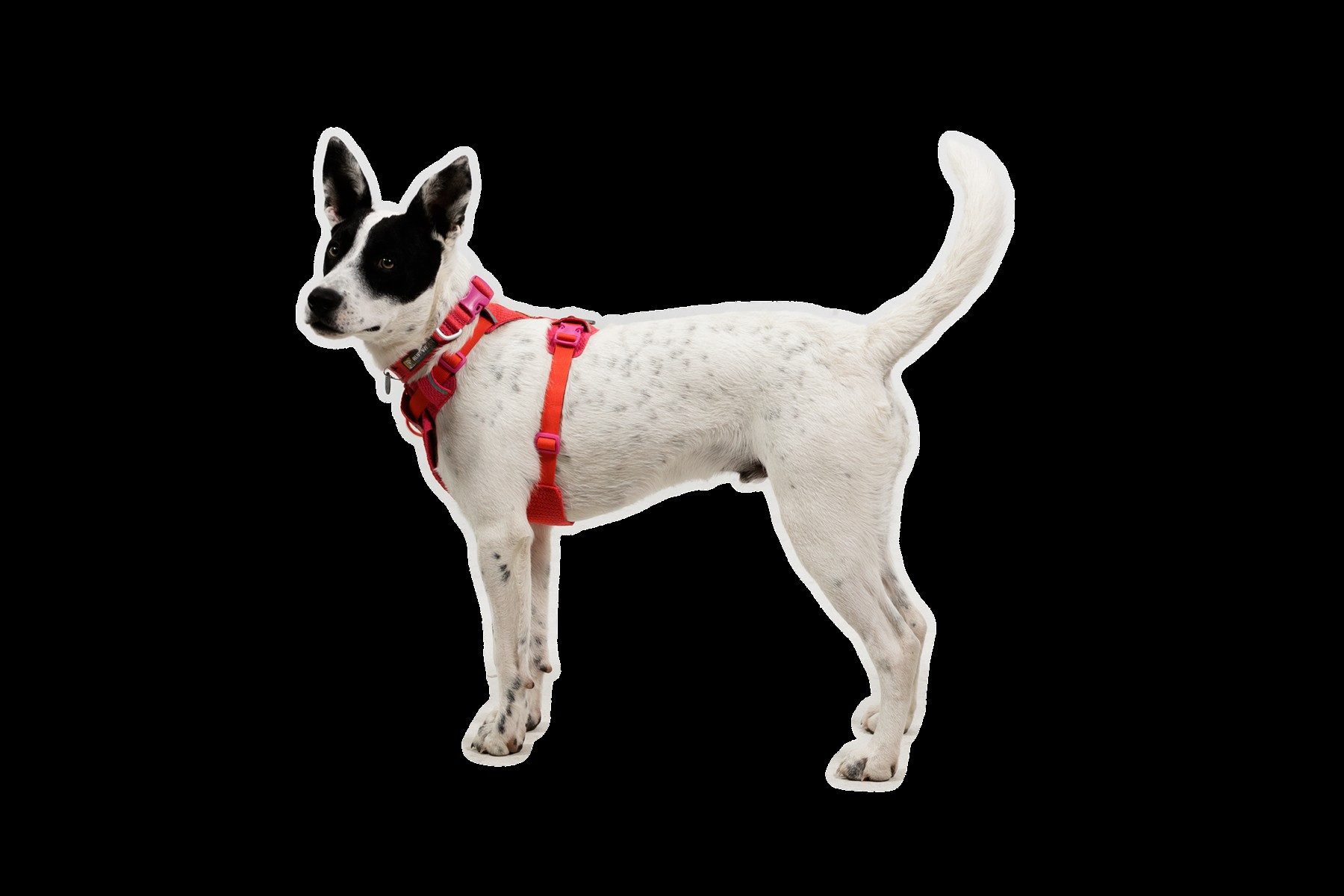 Ruffwear Hunde-Geschirr Front Range Flex Harness