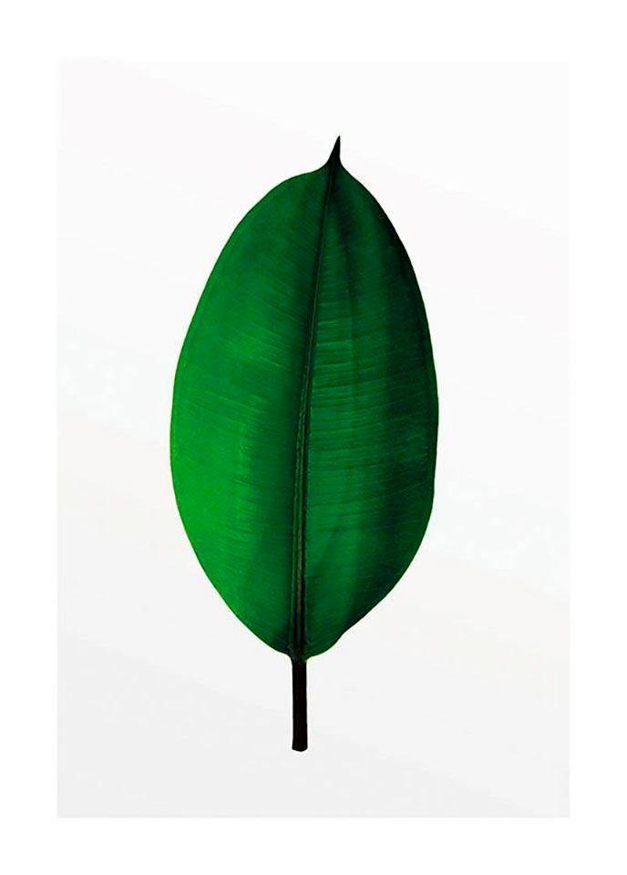 Komar Poster Ficus Leaf, Blätter, Pflanzen (1 Wohnzimmer Schlafzimmer, Kinderzimmer, St)