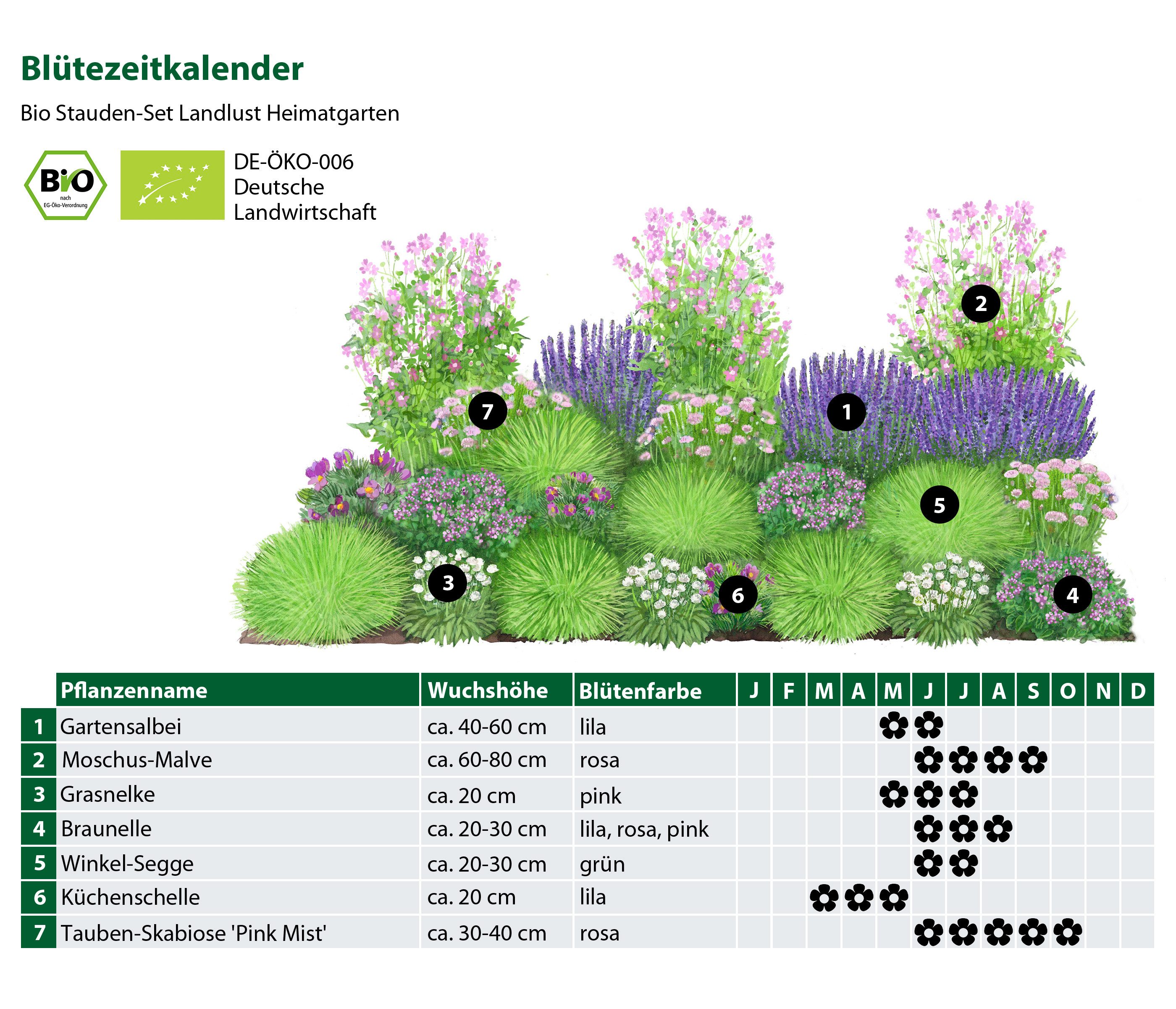 Dehner Staude Bio Stauden-Set Heimatgarten, je 5-20 cm, Ø Topf je 9 cm, exklusive Landlust Kollektion mit 24 Pflanzen für sonnige Standorte