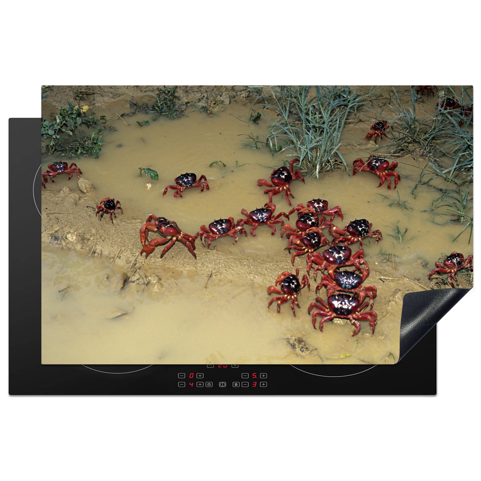 MuchoWow Herdblende-/Abdeckplatte Eine Gruppe von roten Krabben kommt aus dem Wasser, Vinyl, (1 tlg), 81x52 cm, Induktionskochfeld Schutz für die küche, Ceranfeldabdeckung