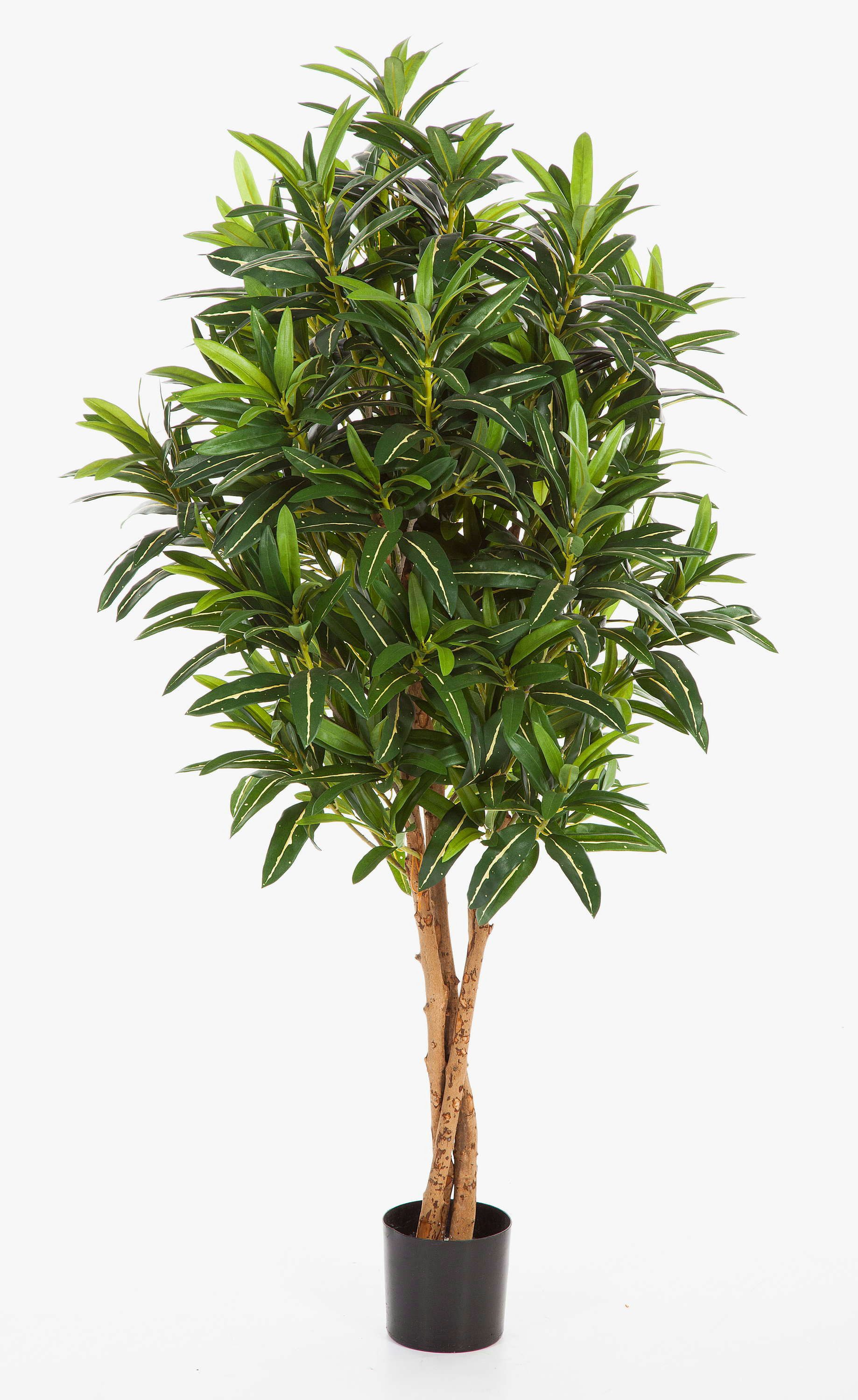 Kunstbaum Künstlicher Goldfinger Baum, 1600 Blätter, grün, 155cm Longifolia, artplants, Höhe 155.0 cm