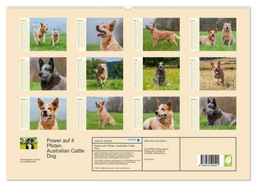 CALVENDO Wandkalender Power auf 4 Pfoten. Australian Cattle Dog (Premium, hochwertiger DIN A2 Wandkalender 2023, Kunstdruck in Hochglanz)