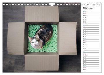 CALVENDO Wandkalender Karton Katzen (Wandkalender 2025 DIN A4 quer), CALVENDO Monatskalender