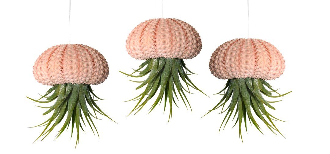 Hängedekoration 3er Set Seeigelgehäuse mit echter Tillandsia