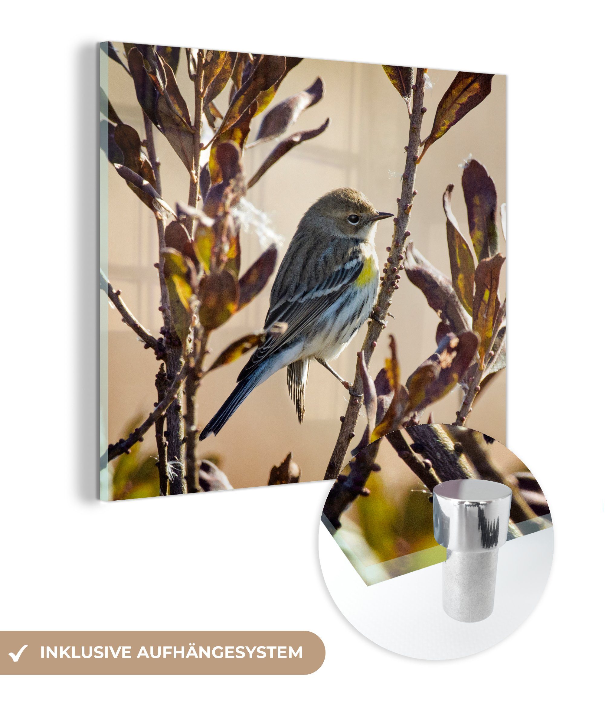 Acrylglasbild (1 Vogel Bilder einem - mit auf Blättern, St), zwischen Glas - Glasbilder Glas Foto - Wandbild MuchoWow Zweig Wanddekoration auf