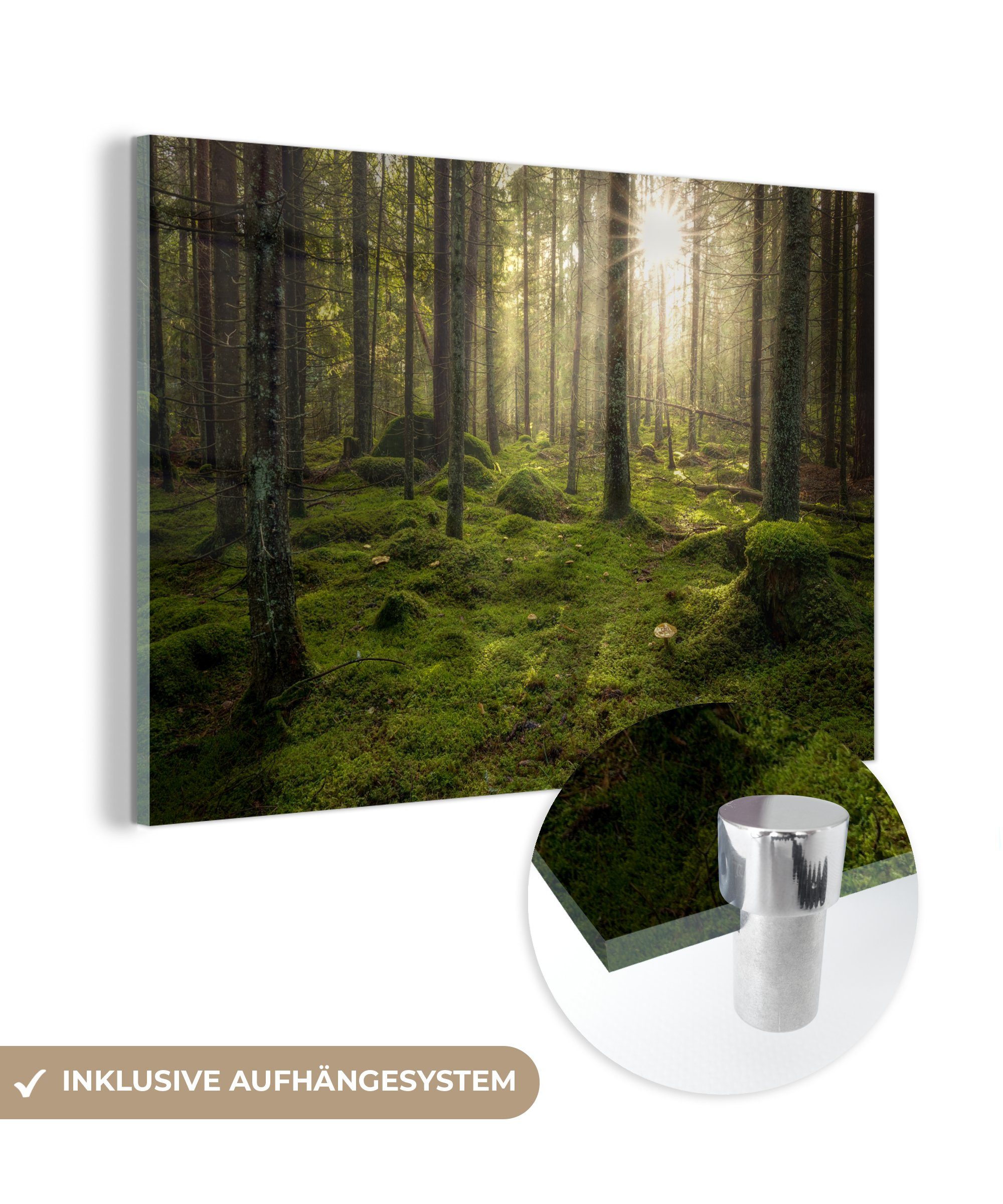 MuchoWow Acrylglasbild Wald - Sonne - Baum, (1 St), Acrylglasbilder Wohnzimmer & Schlafzimmer