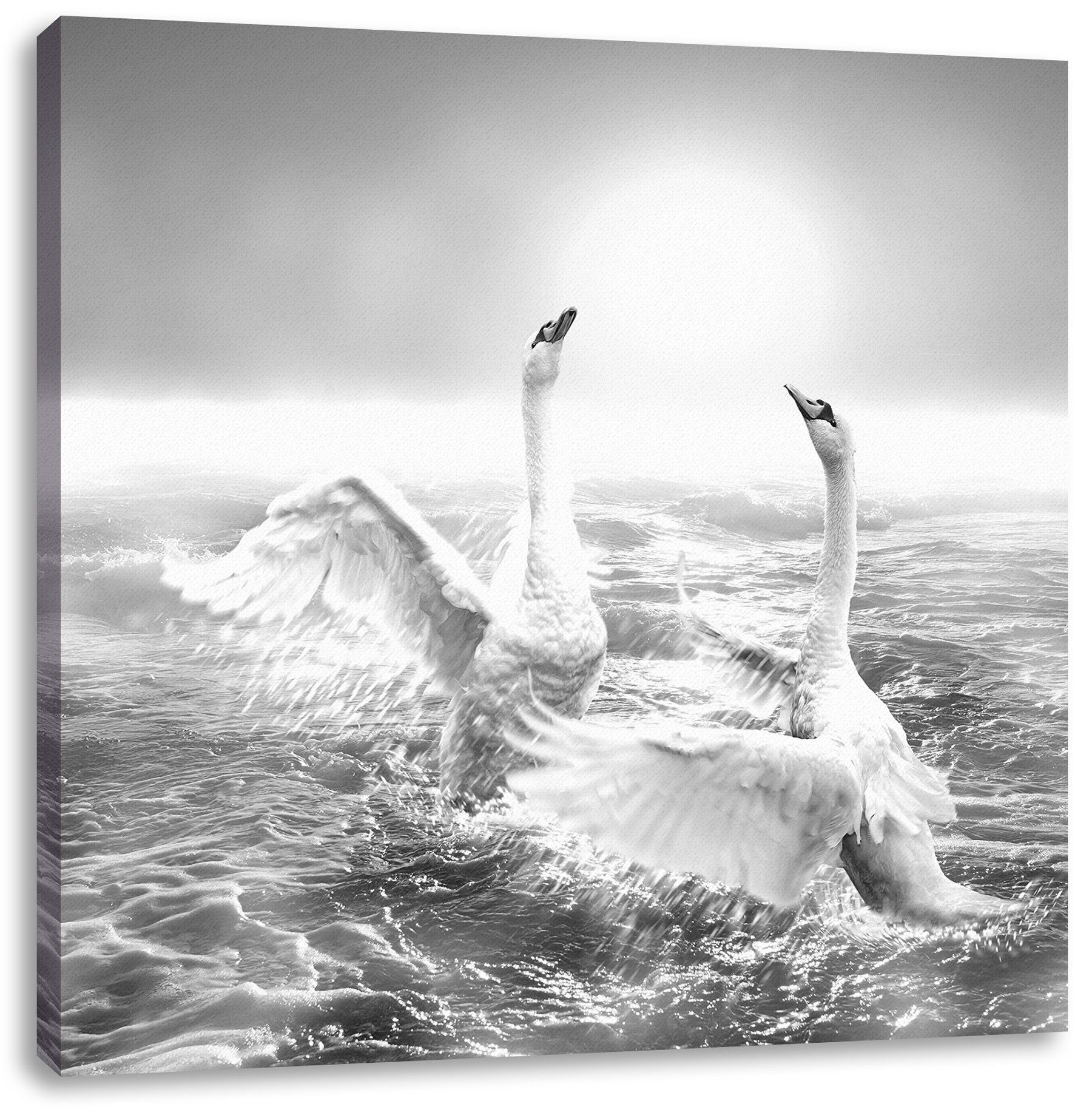 Schwäne Meer im (1 St), inkl. im Pixxprint Leinwandbild Zackenaufhänger fertig Leinwandbild Schwäne bespannt, Meer,