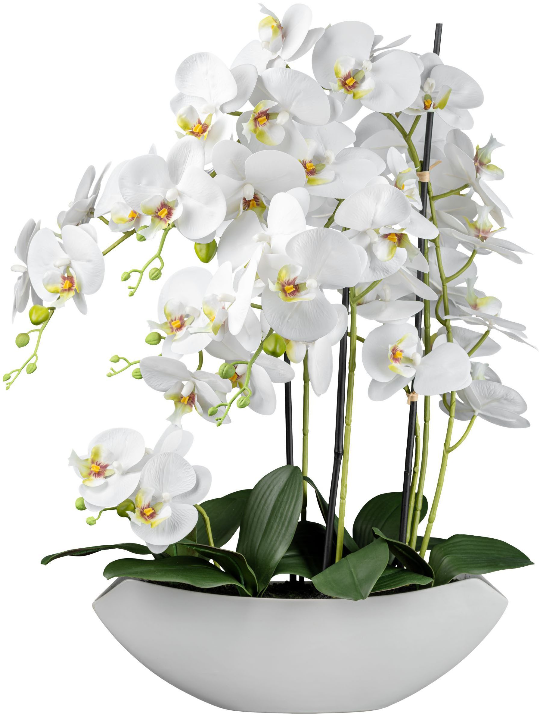 Kunstorchidee Orchidee Phalaenopsis Orchidee, Creativ green, Höhe 63 cm, mi günstig online kaufen
