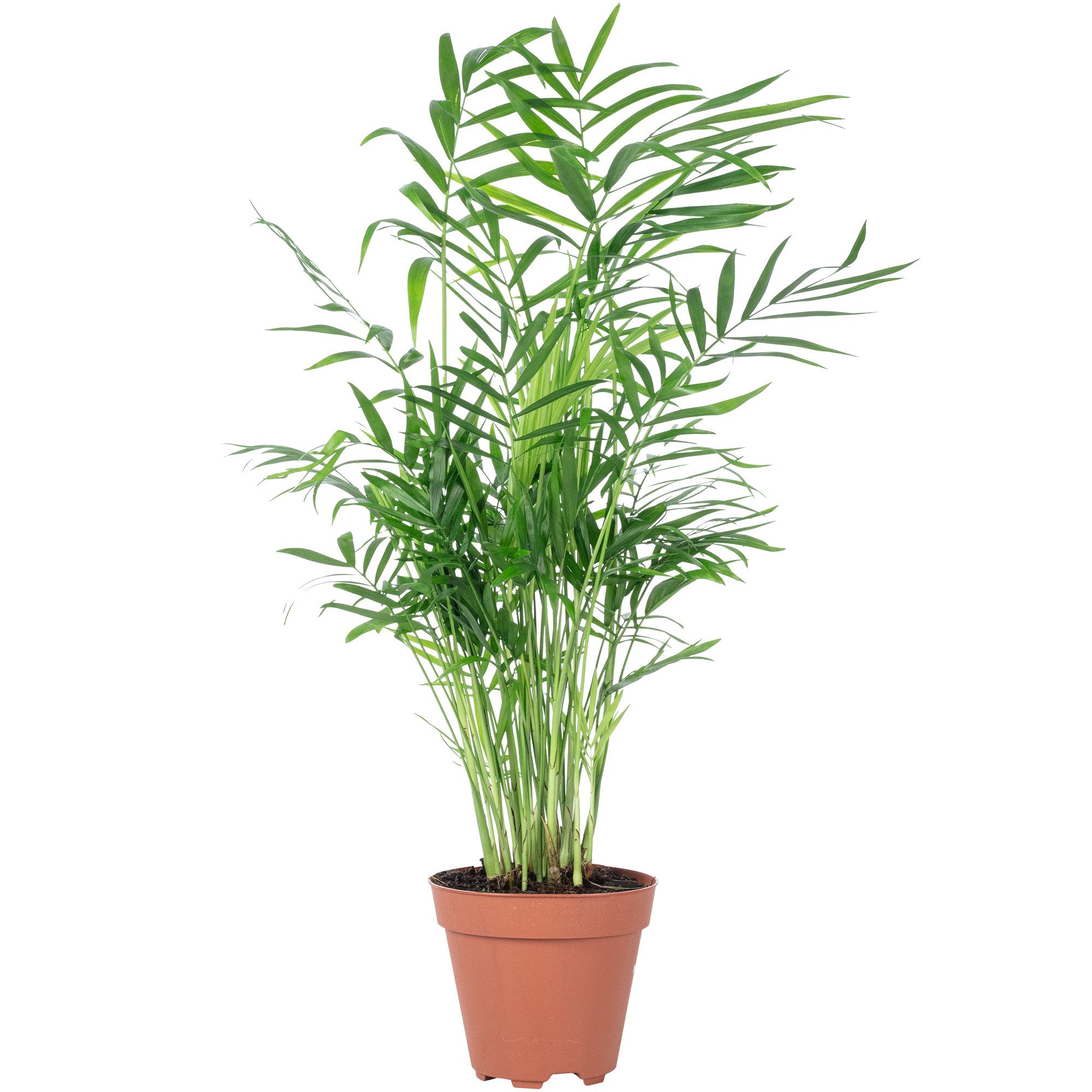 Flowerbox Zimmerpflanze Bergpalme - Chamaedorea elegans, pflegeleicht - Höhe ca. 35 cm, Topf-Ø 12 cm